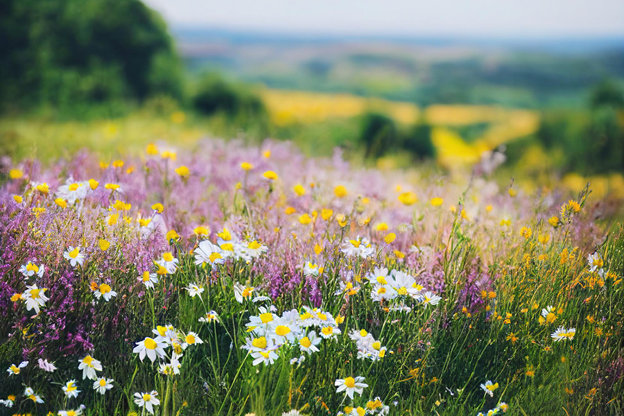 wild flowers on a hillside