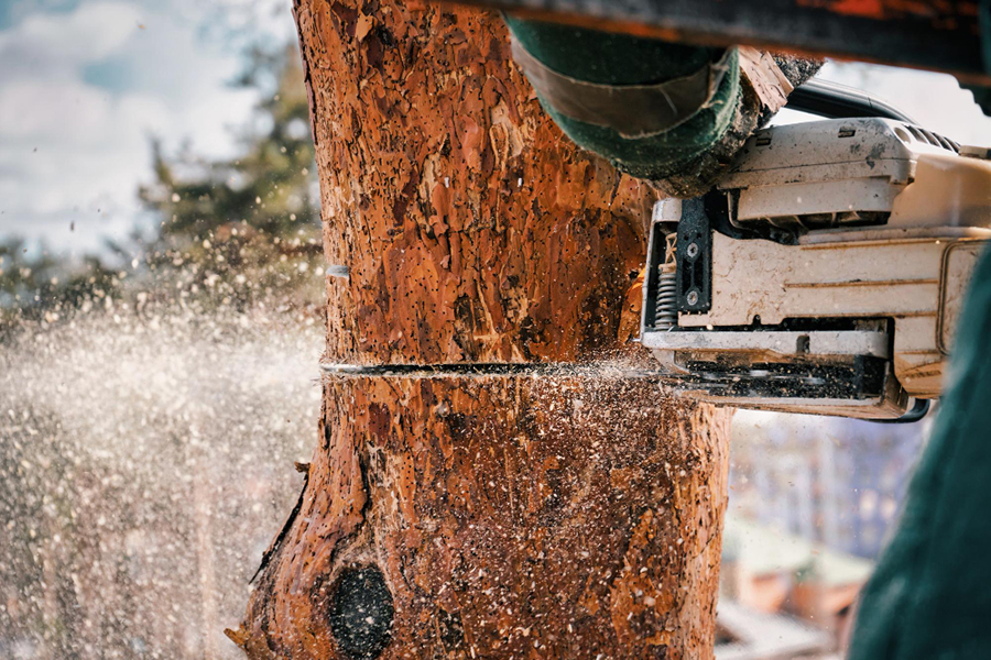cutting a tree down