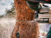 cutting a tree down
