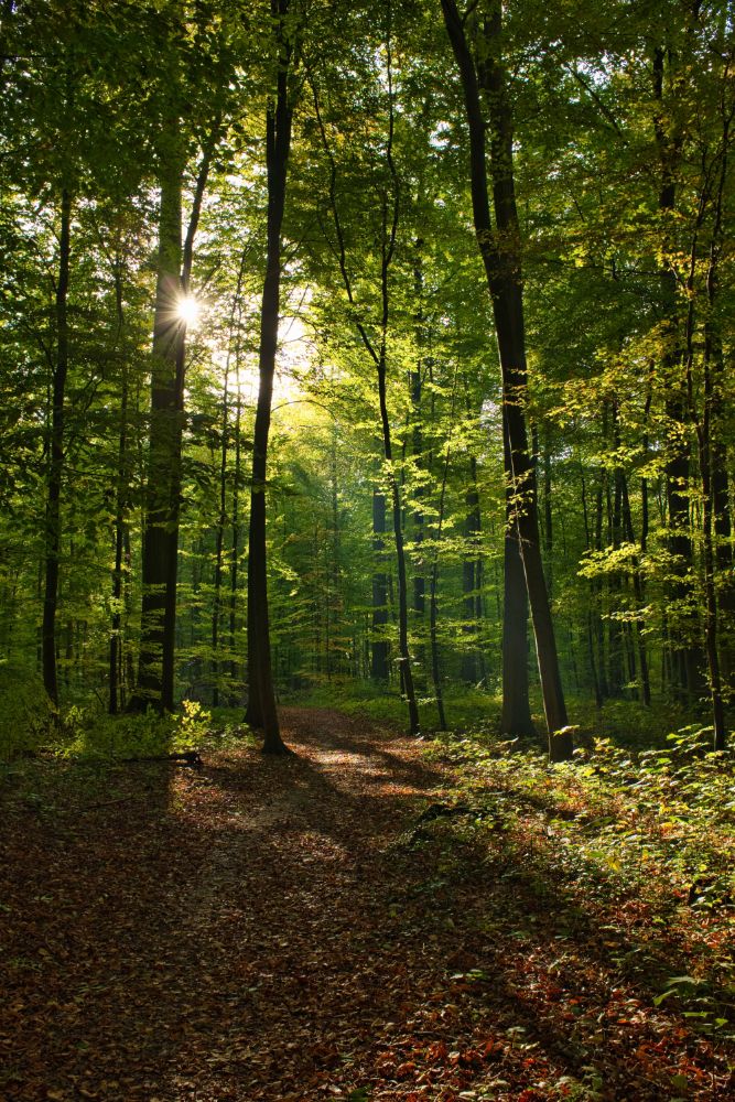 sunlight shining through a forest