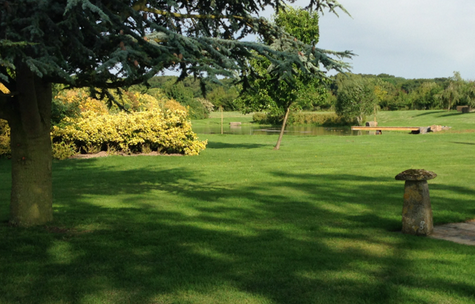 lawn with shady tree
