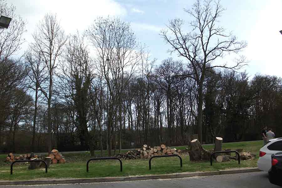 tree trunks cut down into logs