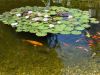 fish in a pond